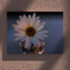 Floare